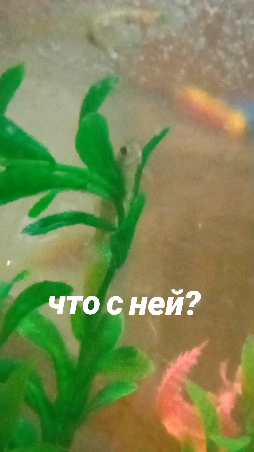 @Мои звери