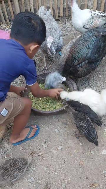 @Cileunyi Rabbit