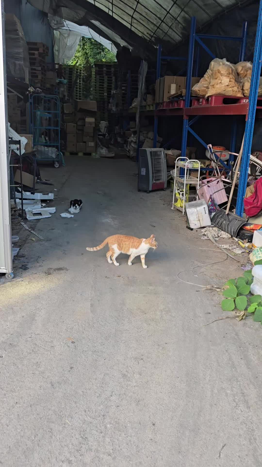 @고양이 형아
