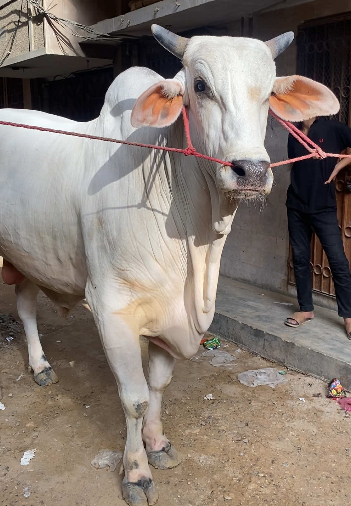 @Karachi Bull lovers