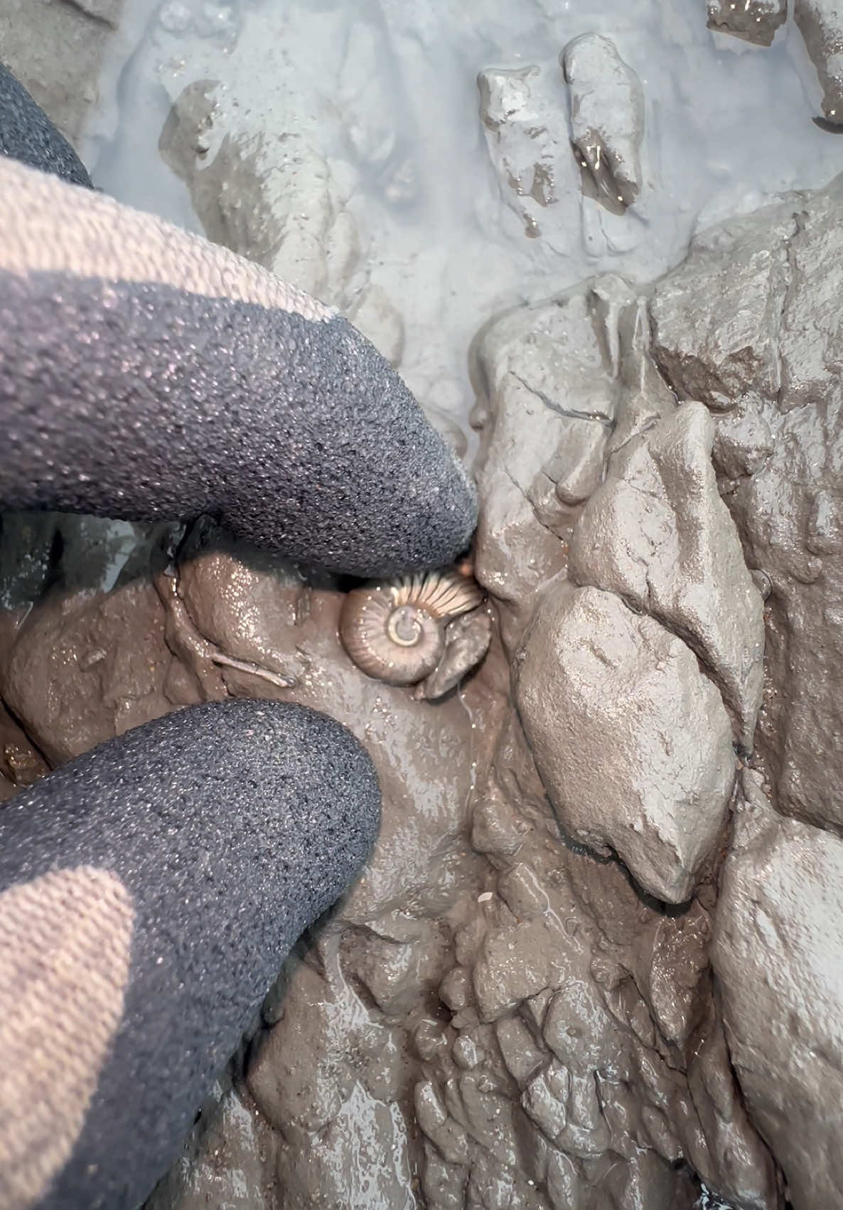 @yorkshire.fossils