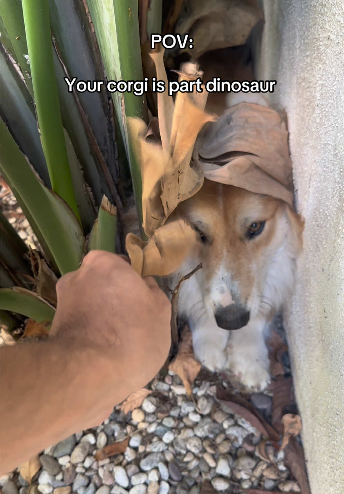 @apollothecorgimute