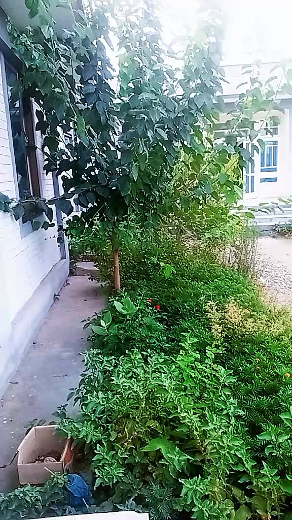 @🌹🌹