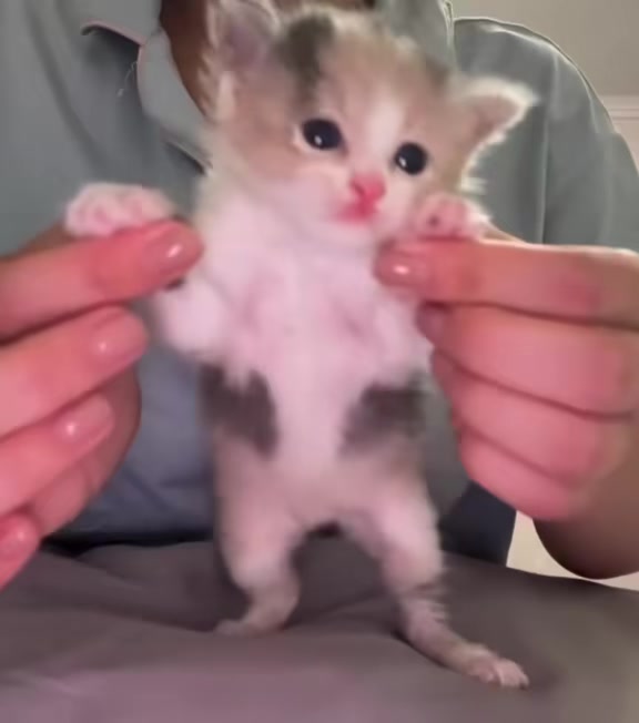 @catbosssss