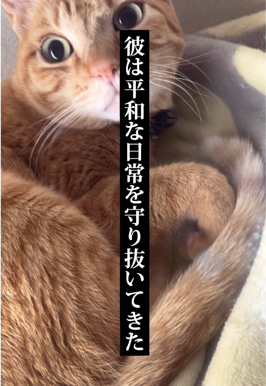 @くろねこ🐈⬛🩶🐈🤍