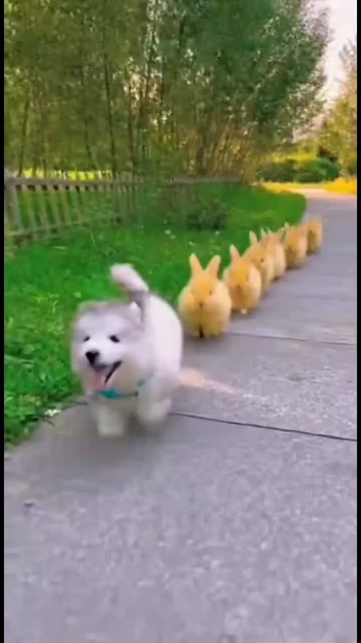 @Cute Baby Puppy Loves