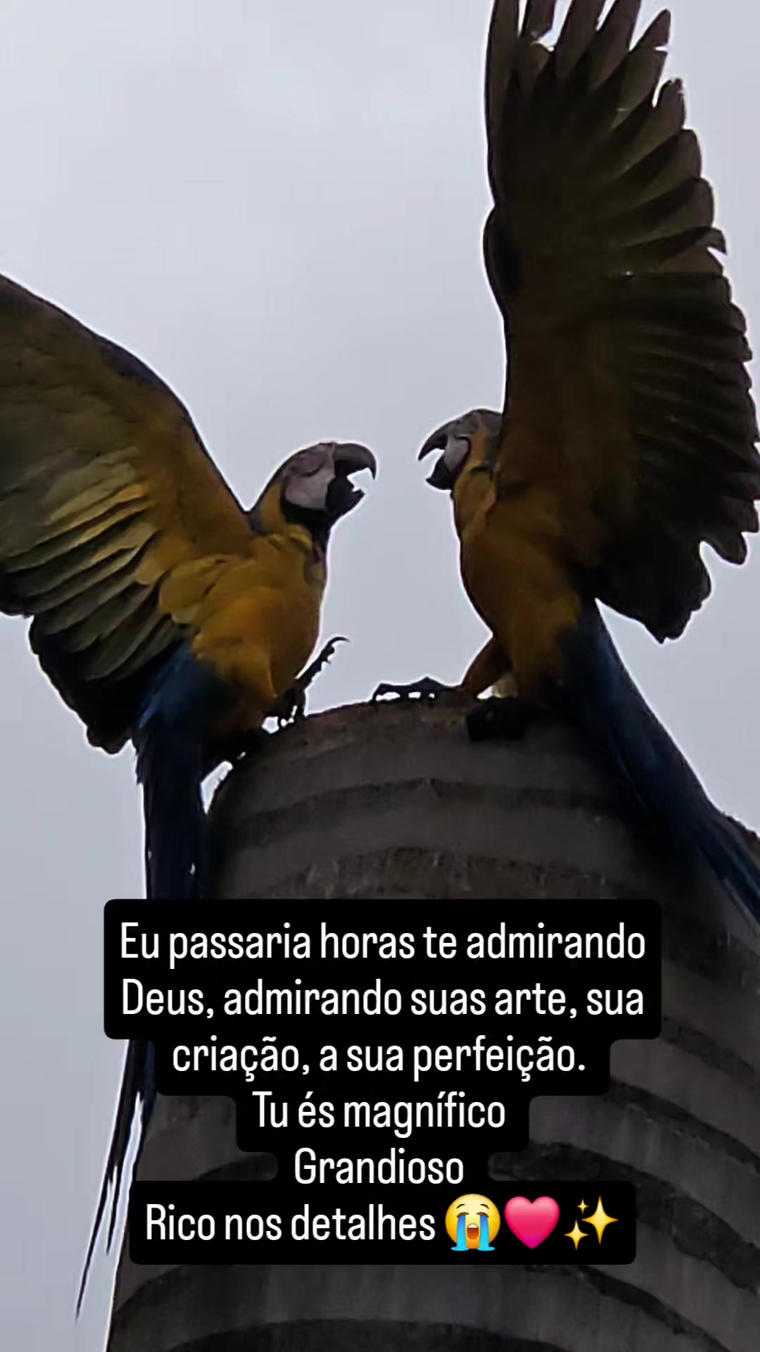 @brunnachiodi