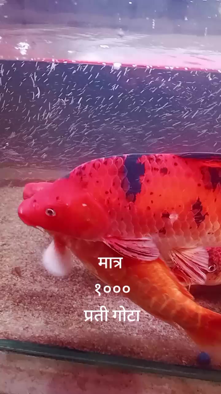 @hamro aquarium