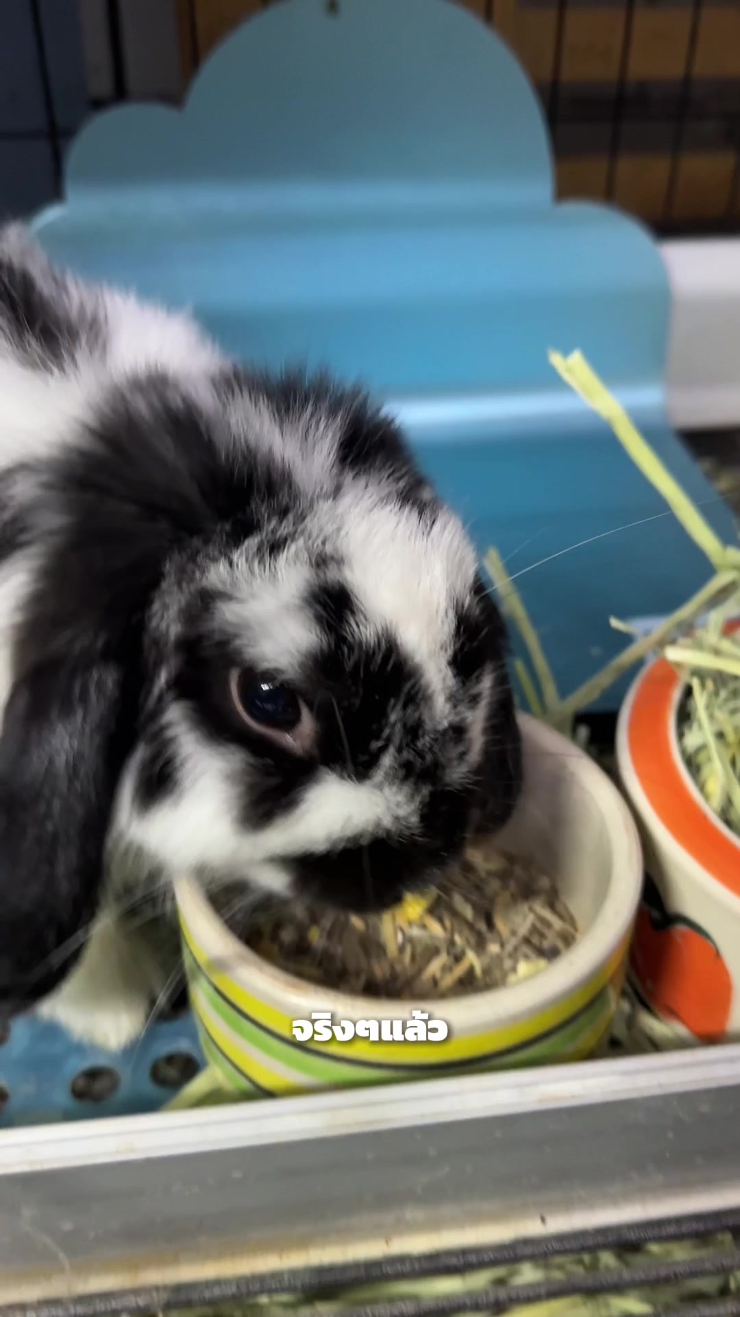 @WelovepetsbyPamornchaiSupply
