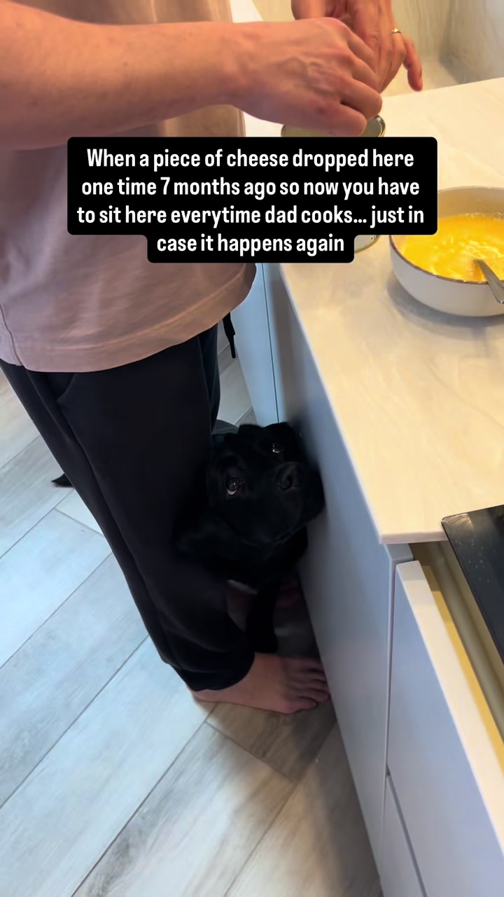 @lisatheblacklab