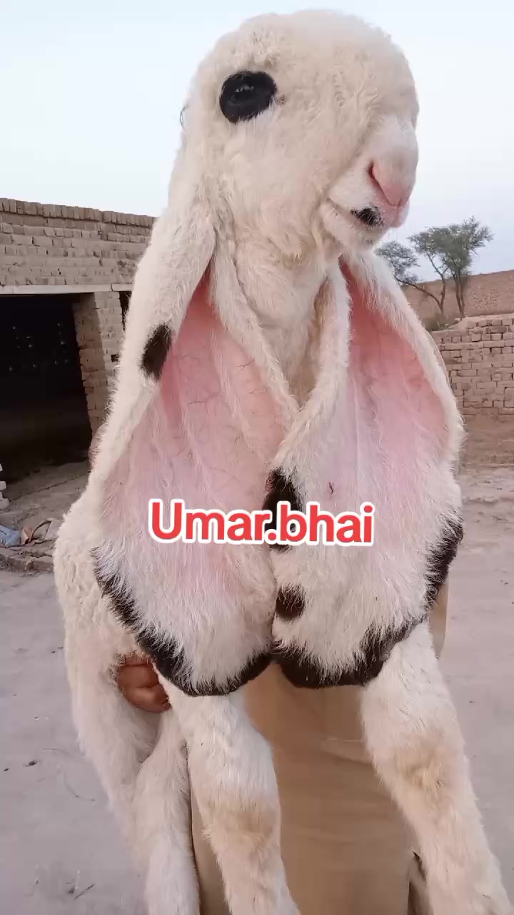 @Umar Farooq
