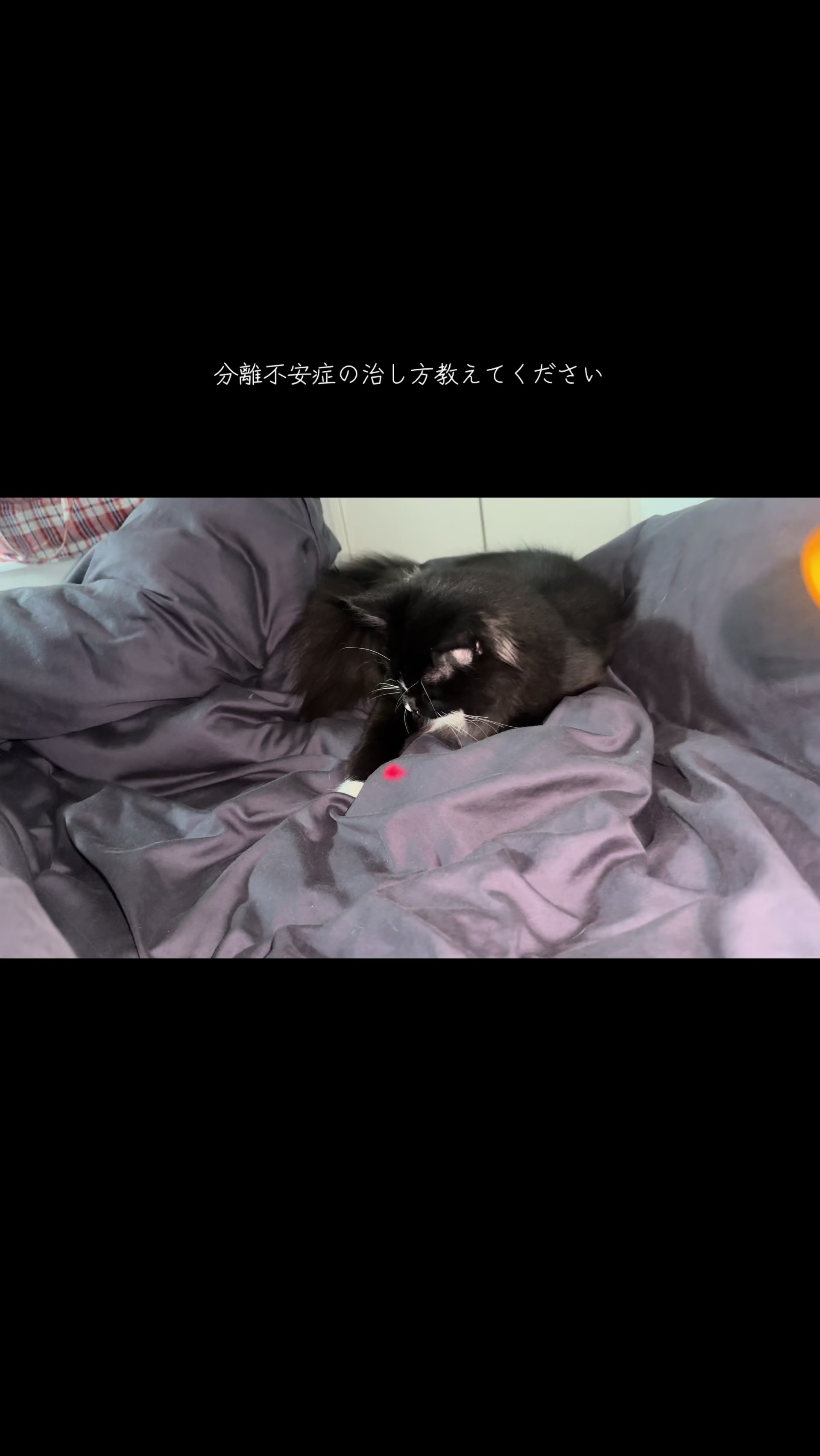 @Chiruru🐈🐈&zwj;⬛