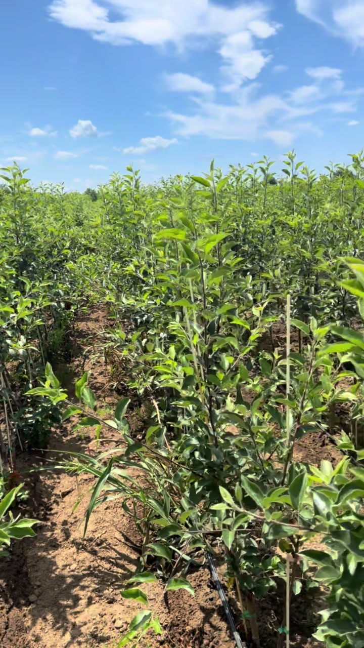 @p&eacute;pini&egrave;re yb agro