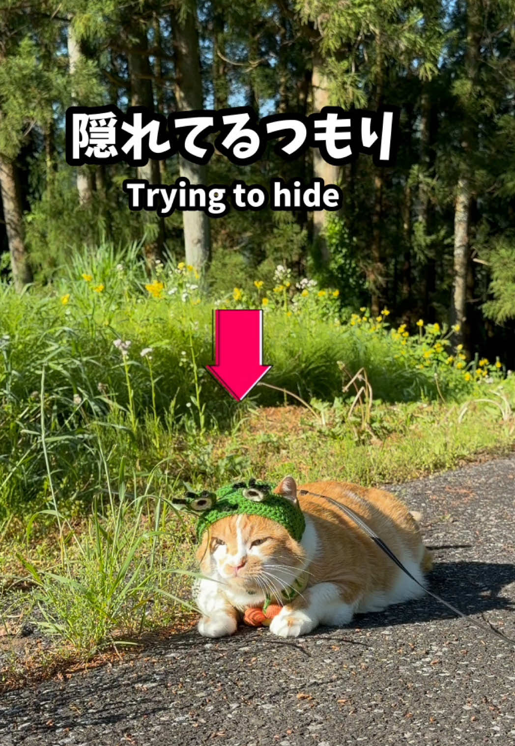 @お散歩大好きもんぶらん🐈