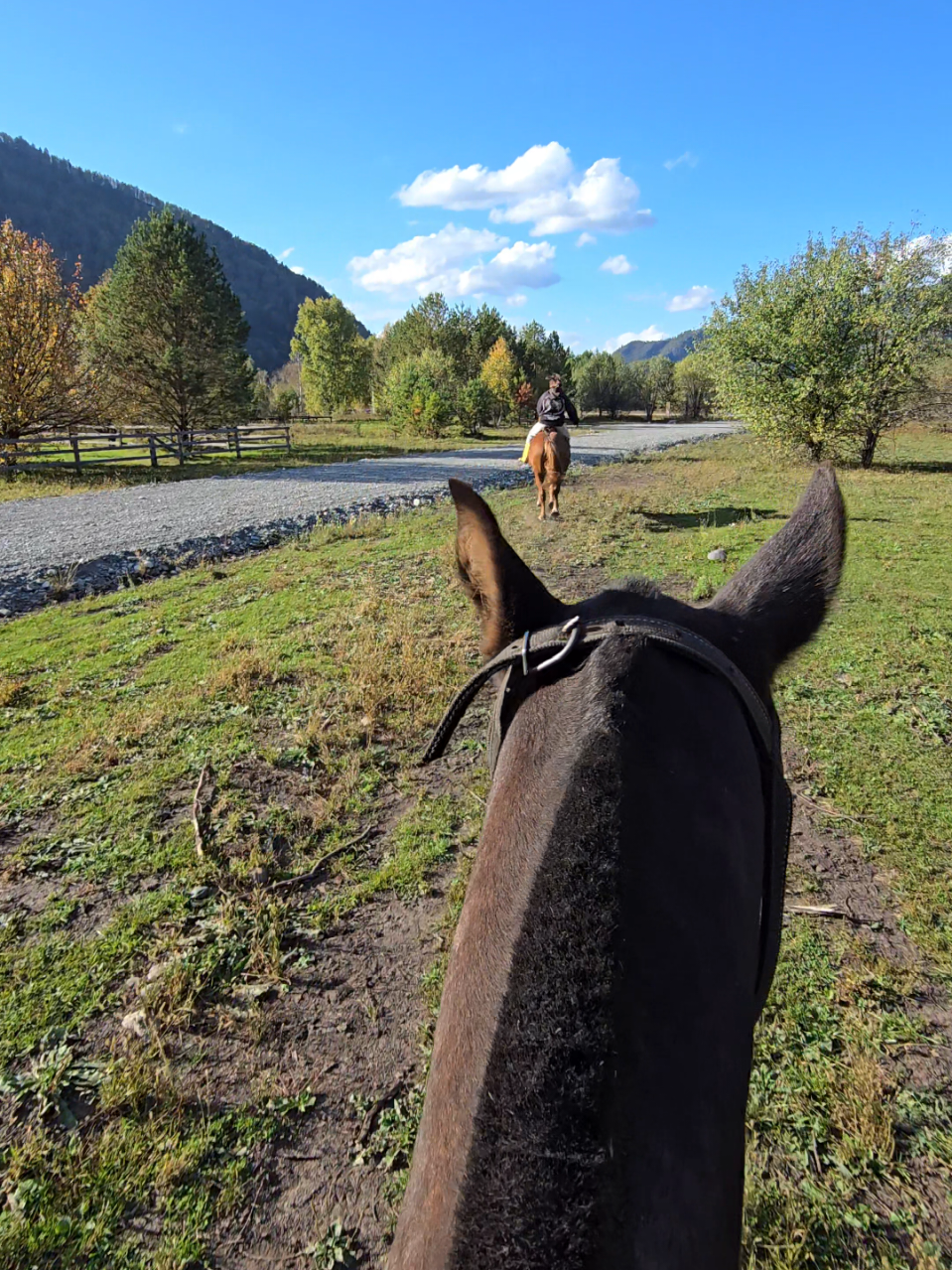@tg: altaihorses