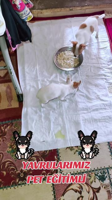 @🐕ŞHİVA MİNİK PATİLER🐕