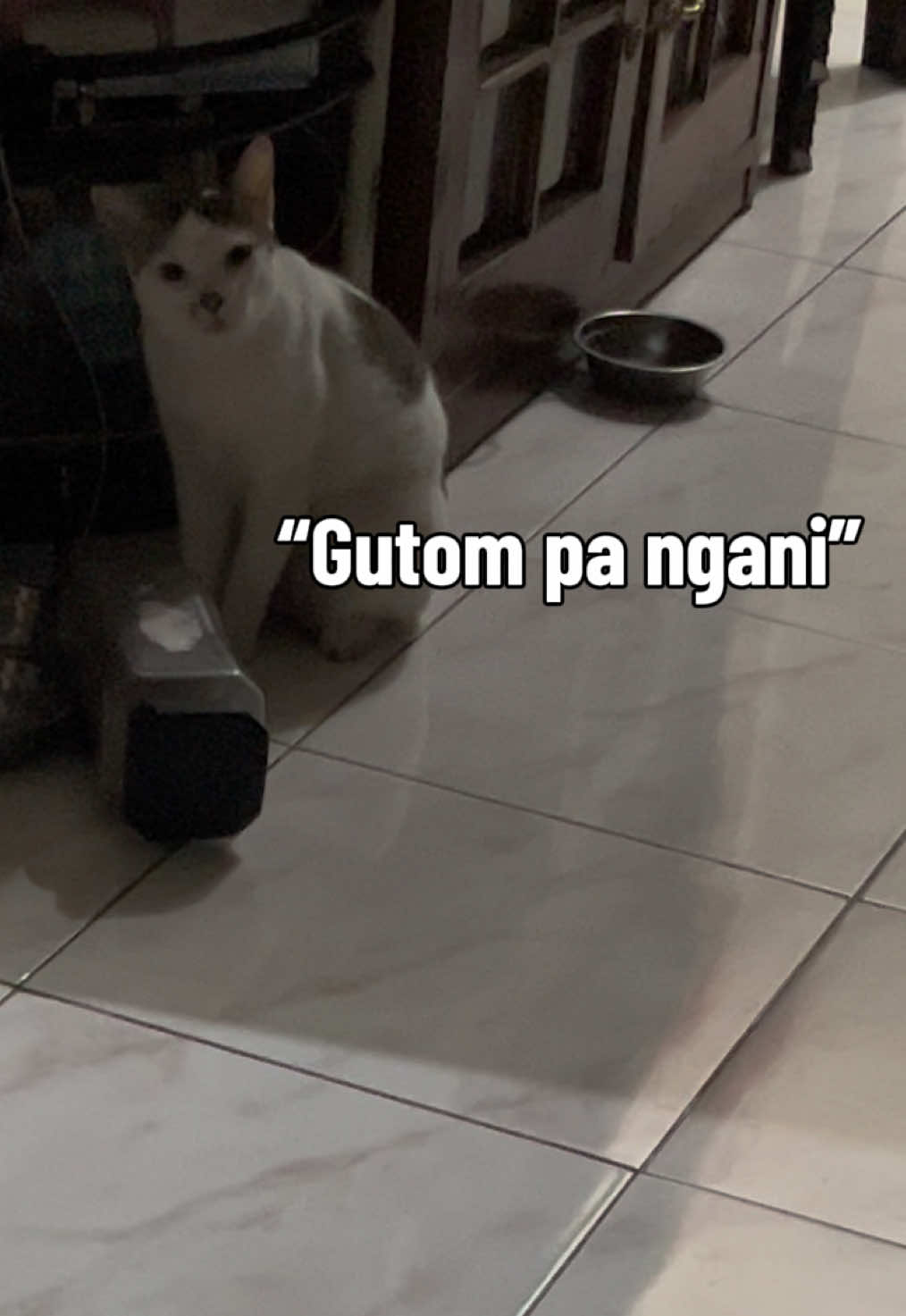 @Bunggok The Fat Cat