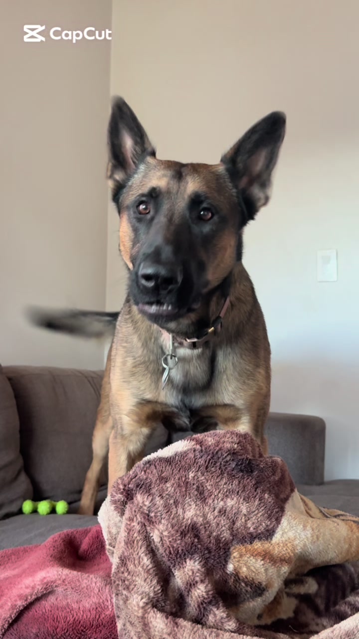 @Kodas World- Ari and Koda 🇨🇦
