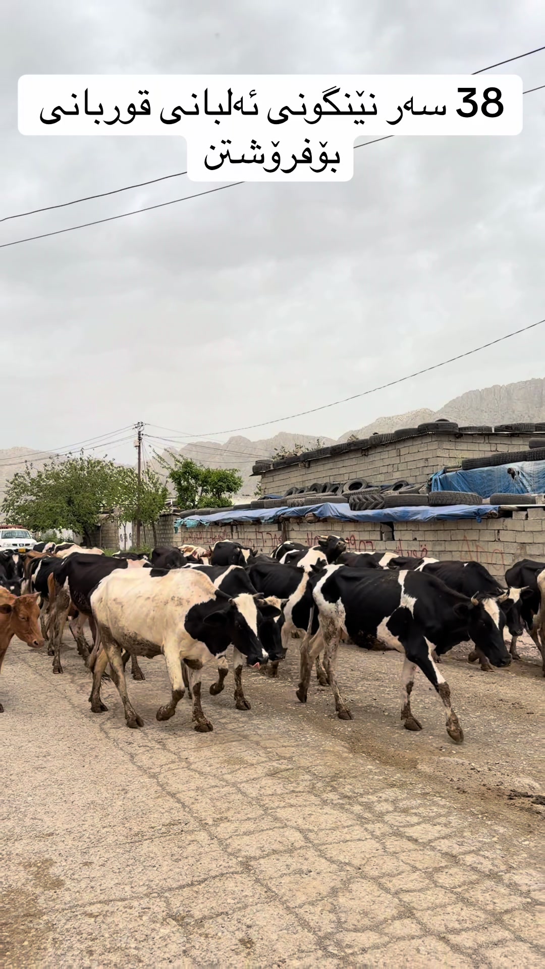 @مەیدانی ئاژەڵانی محمد 🐄🐂