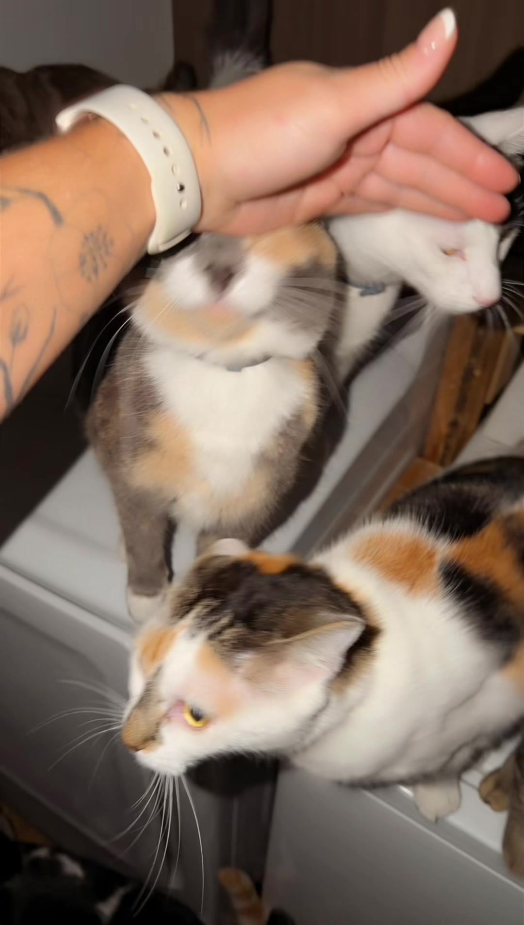 @thatcatladyjen