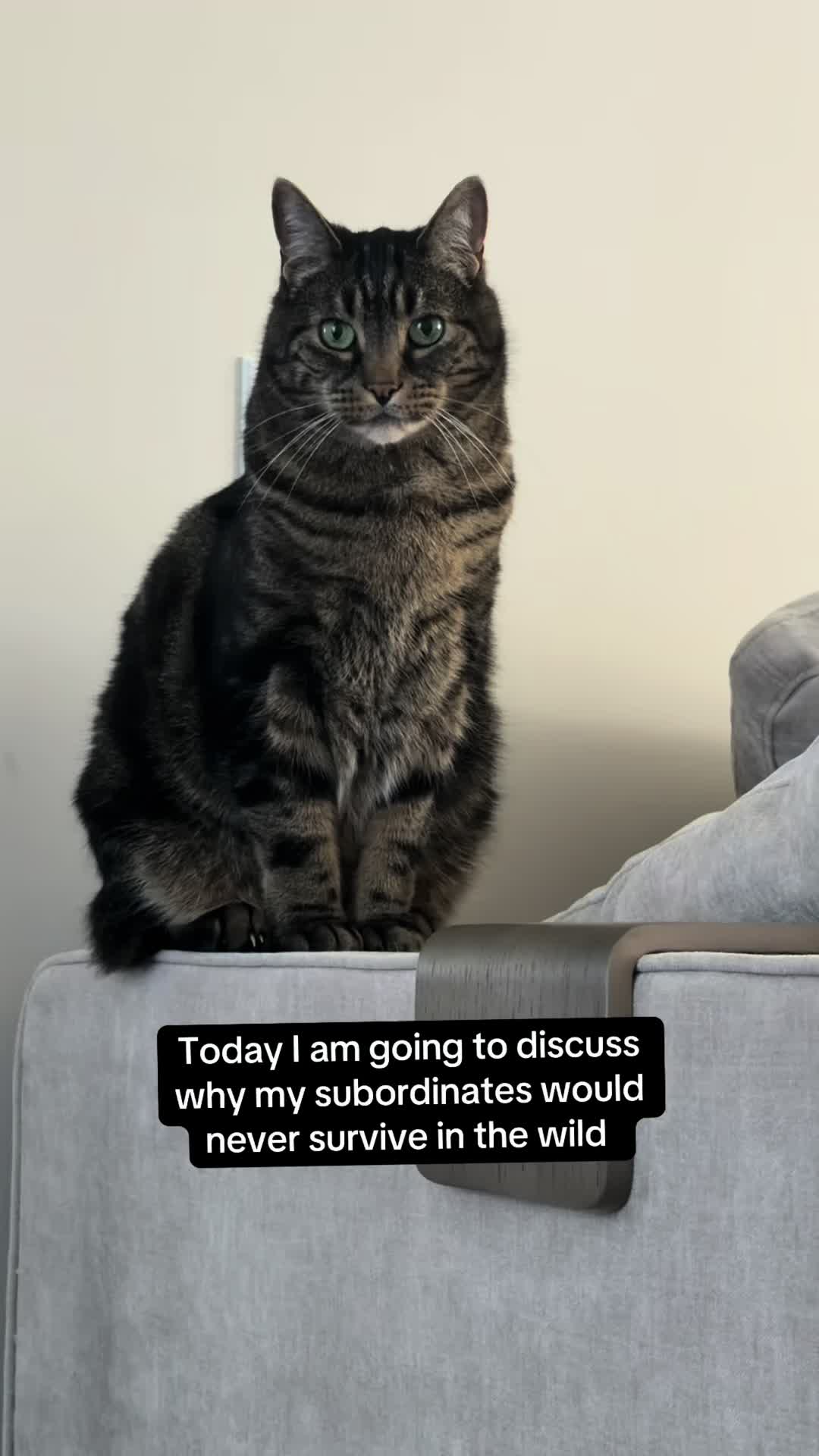 @Milo The Chonk
