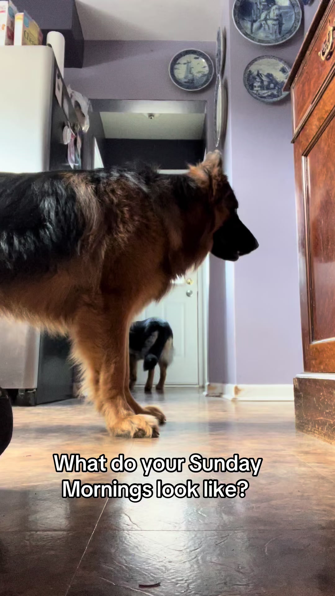 @ksdoggos
