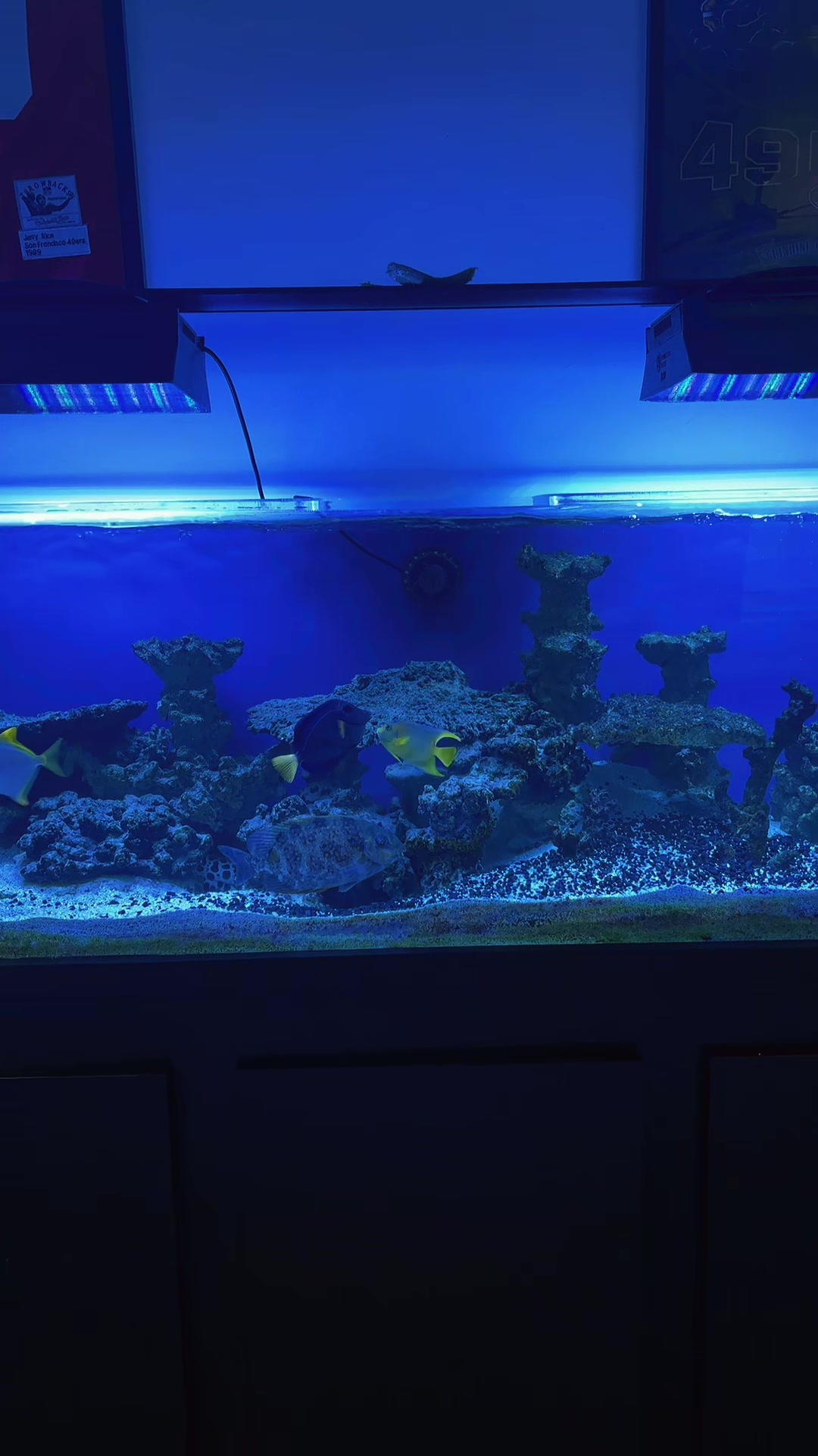 @reeflove