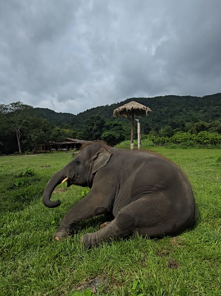 @ควาญแดง พลายภูพิงค์
