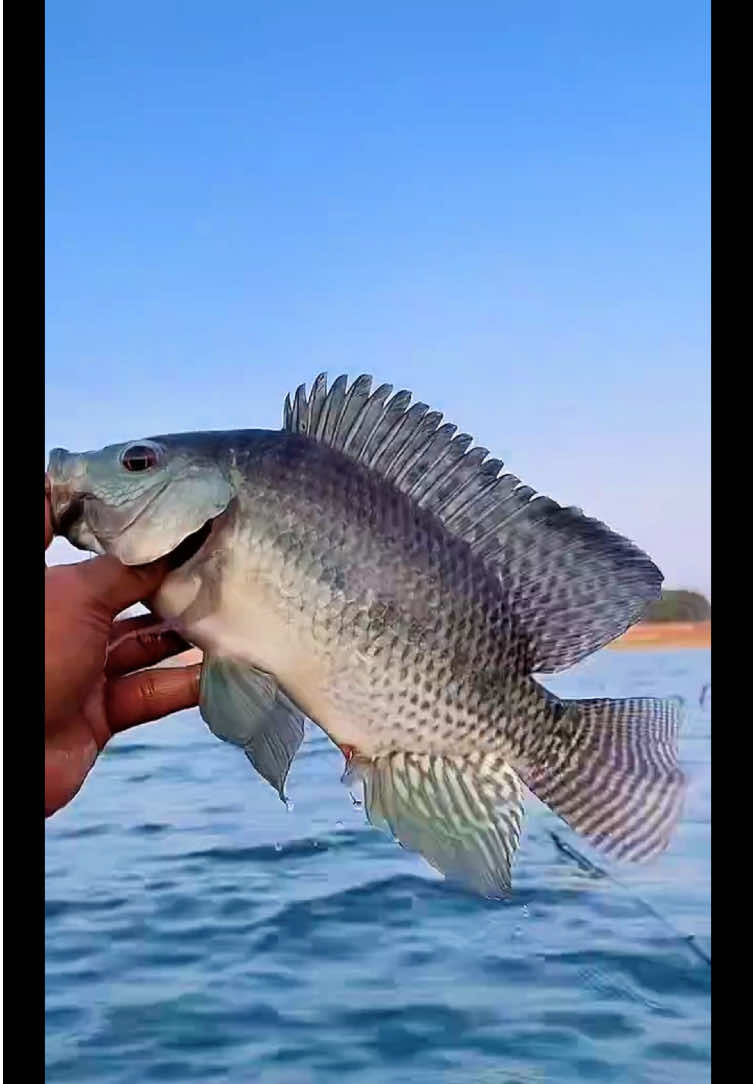 @MAFIA FISHING