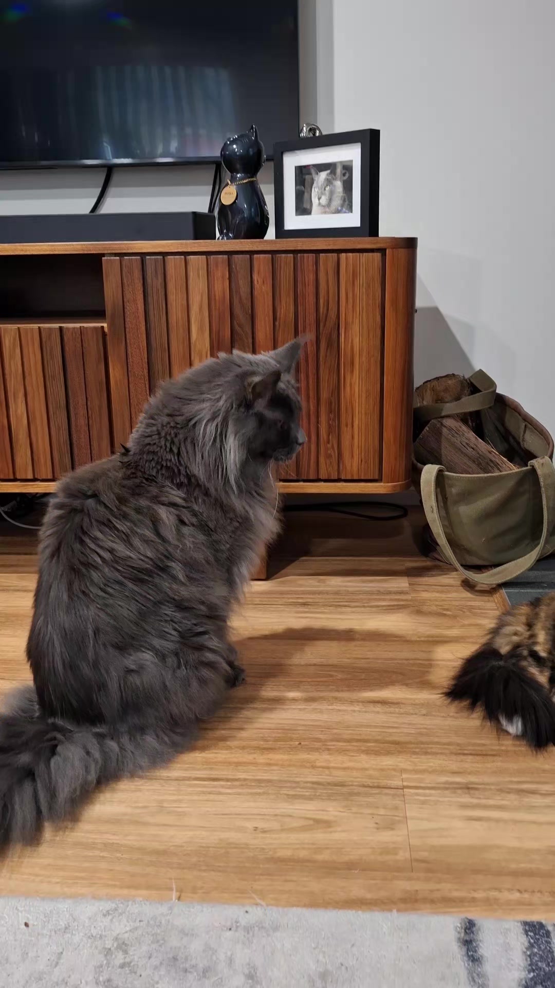 @Ragnar the Maine Coon 🐈