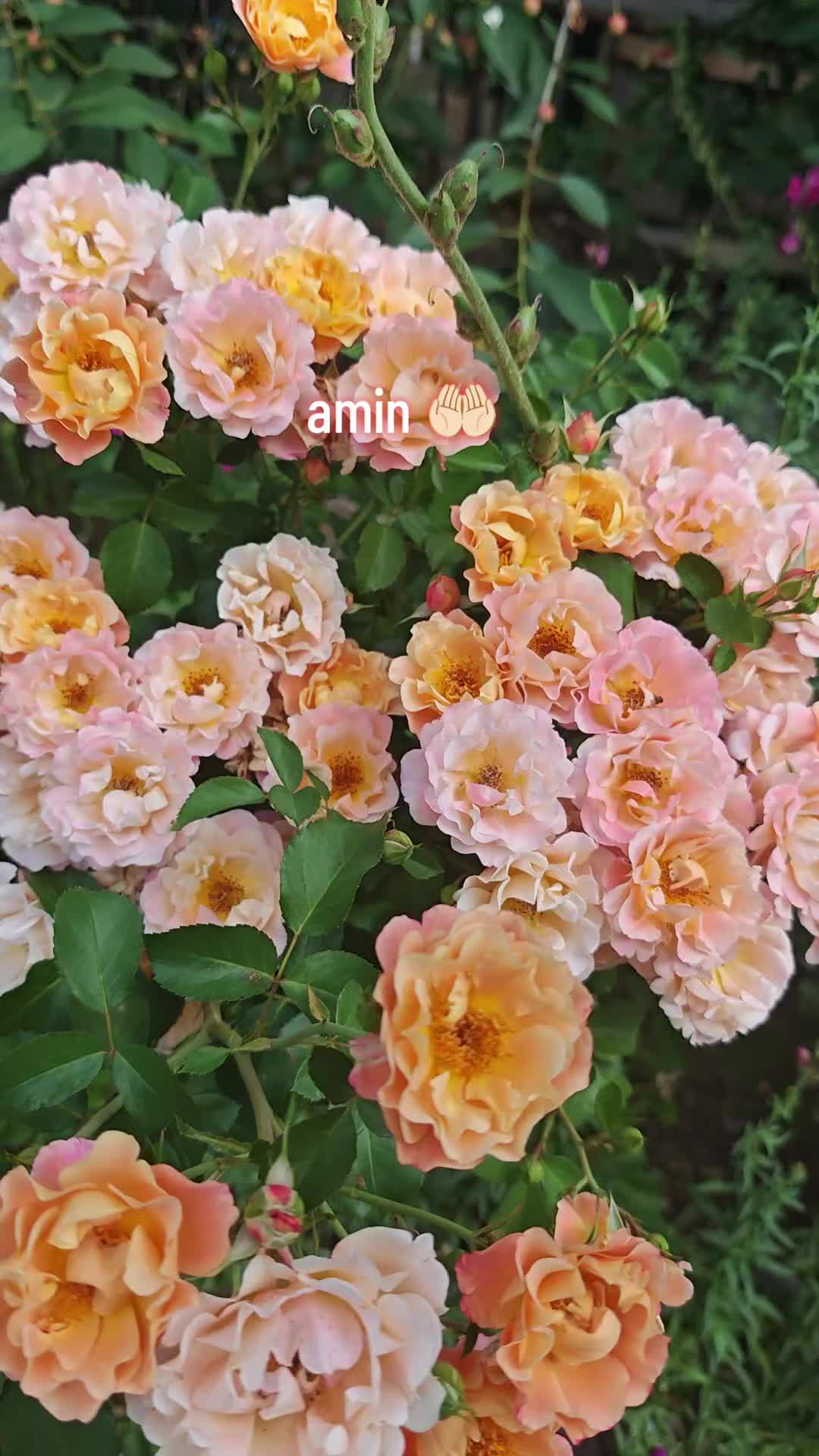 @g&uuml;l_ygt34