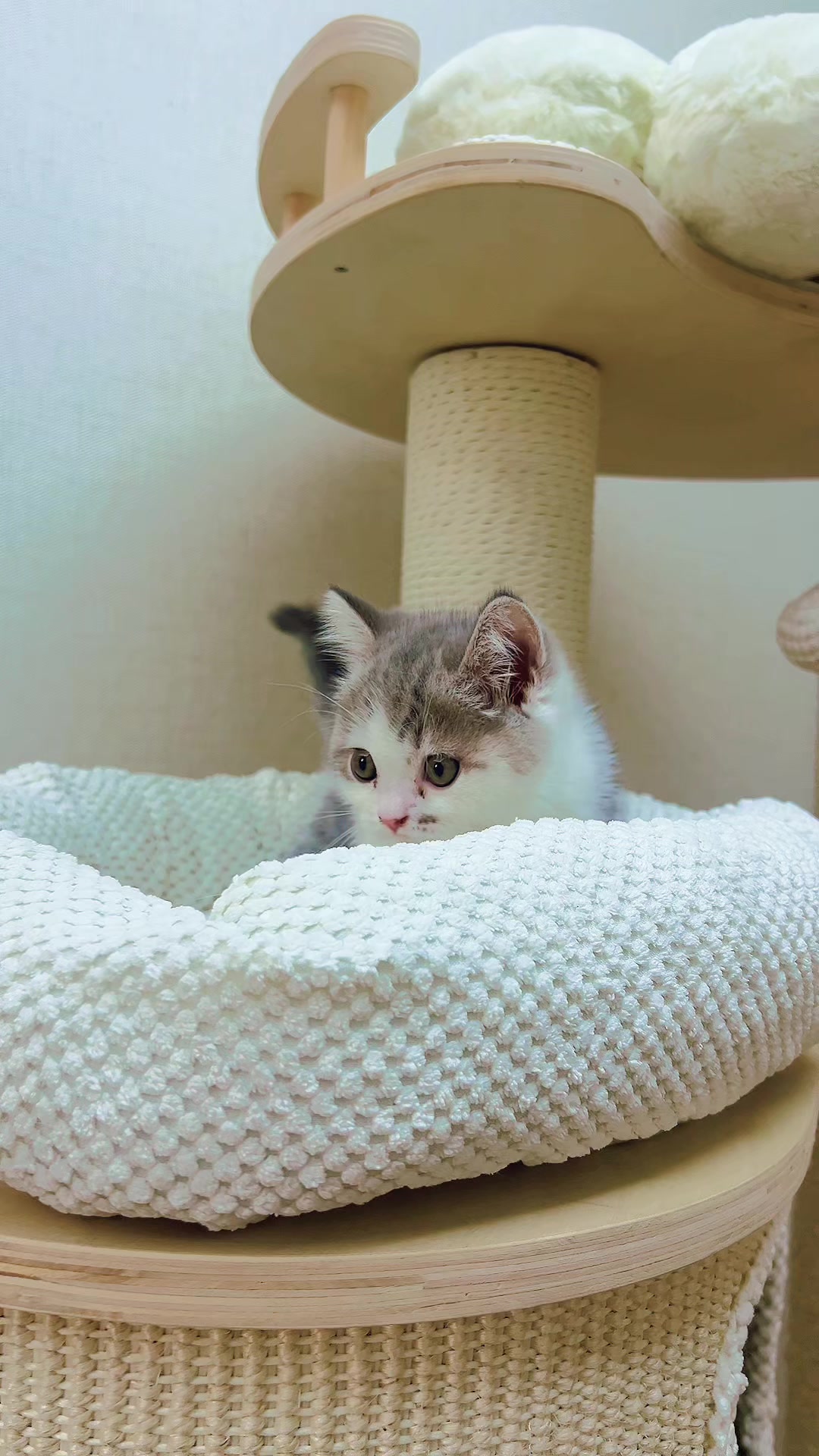 @kittens_uz