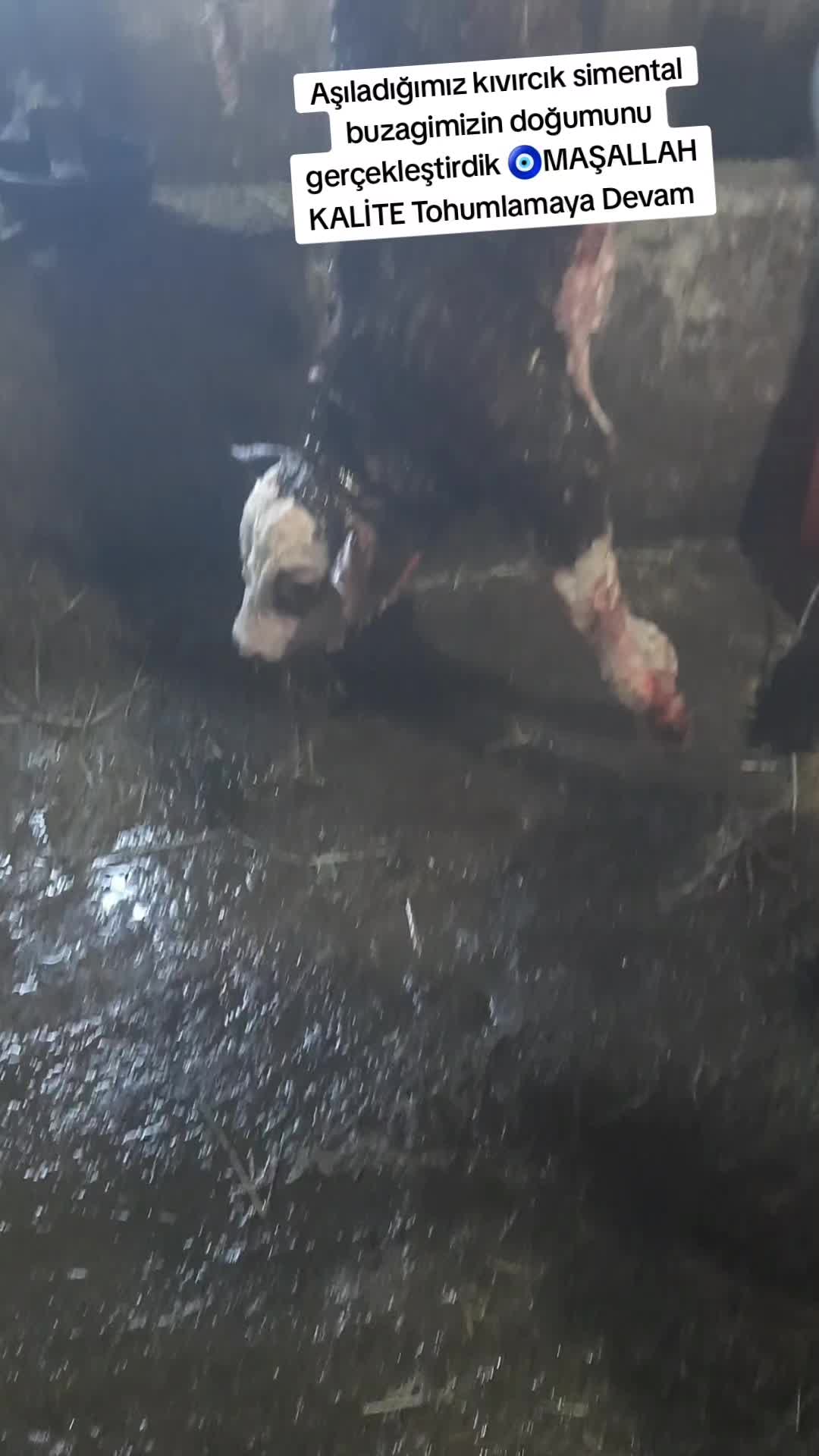 @sakip ekşi ( Deva Vet)