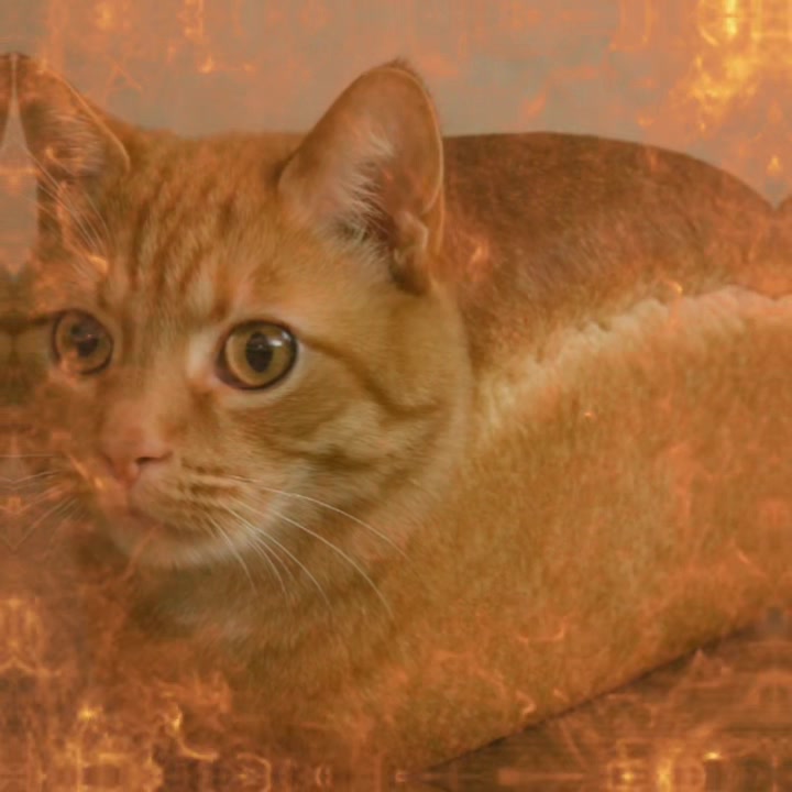 @bread_.cat