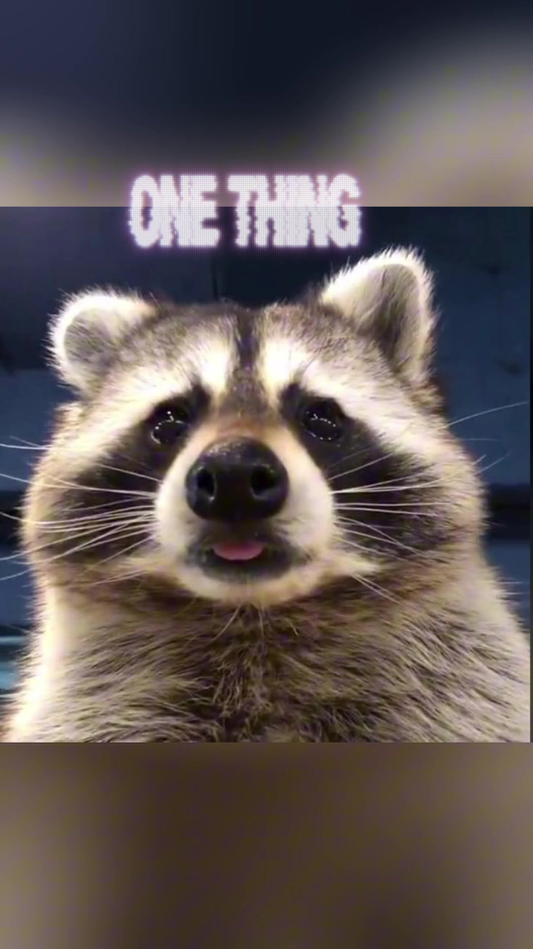 @Raccoon Music Videos