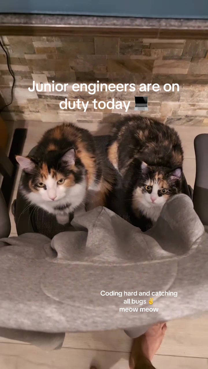 @two.calico.sisters