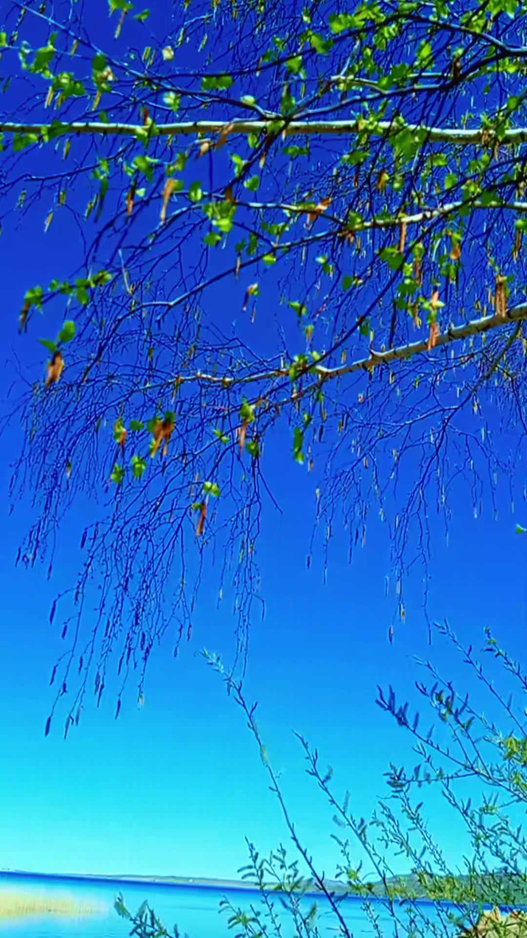 @Алена Ария