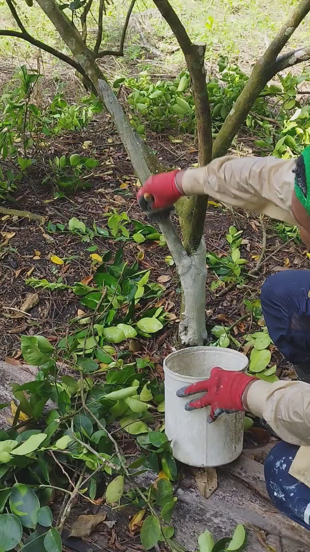 @Cítricos Ramirez 🍋