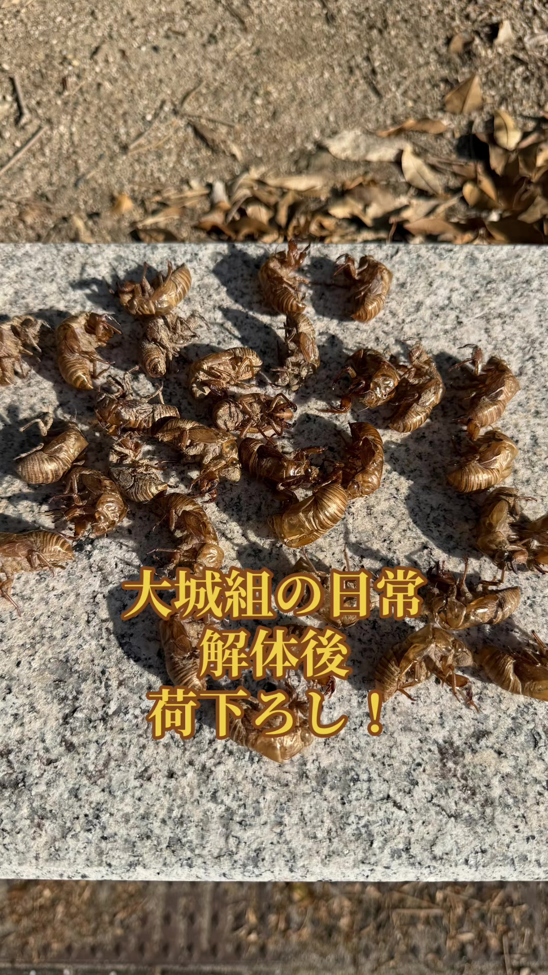 @大城組　解体屋