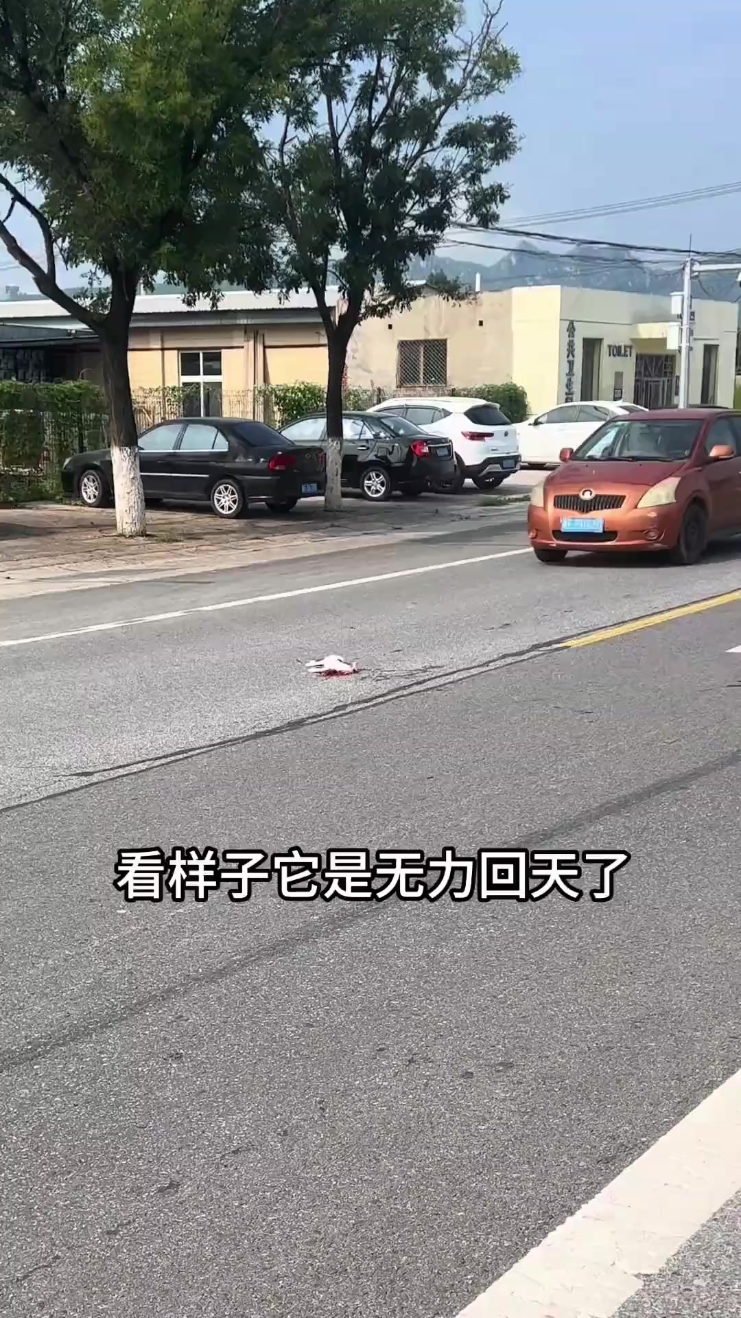 @小可爱猫猫们