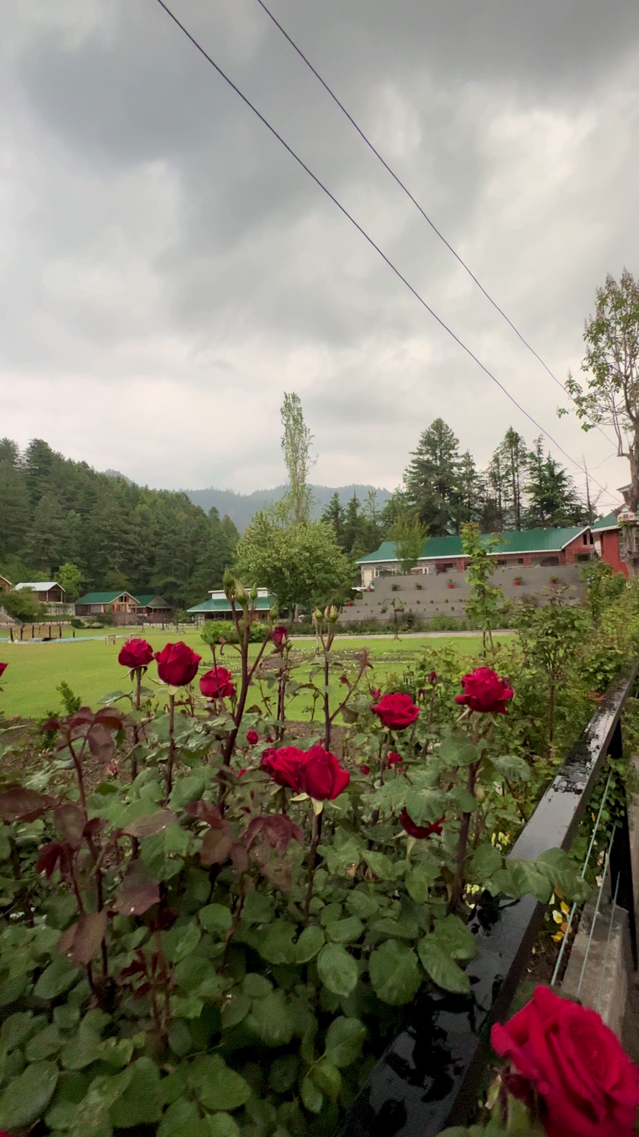 @Shogran Vibes