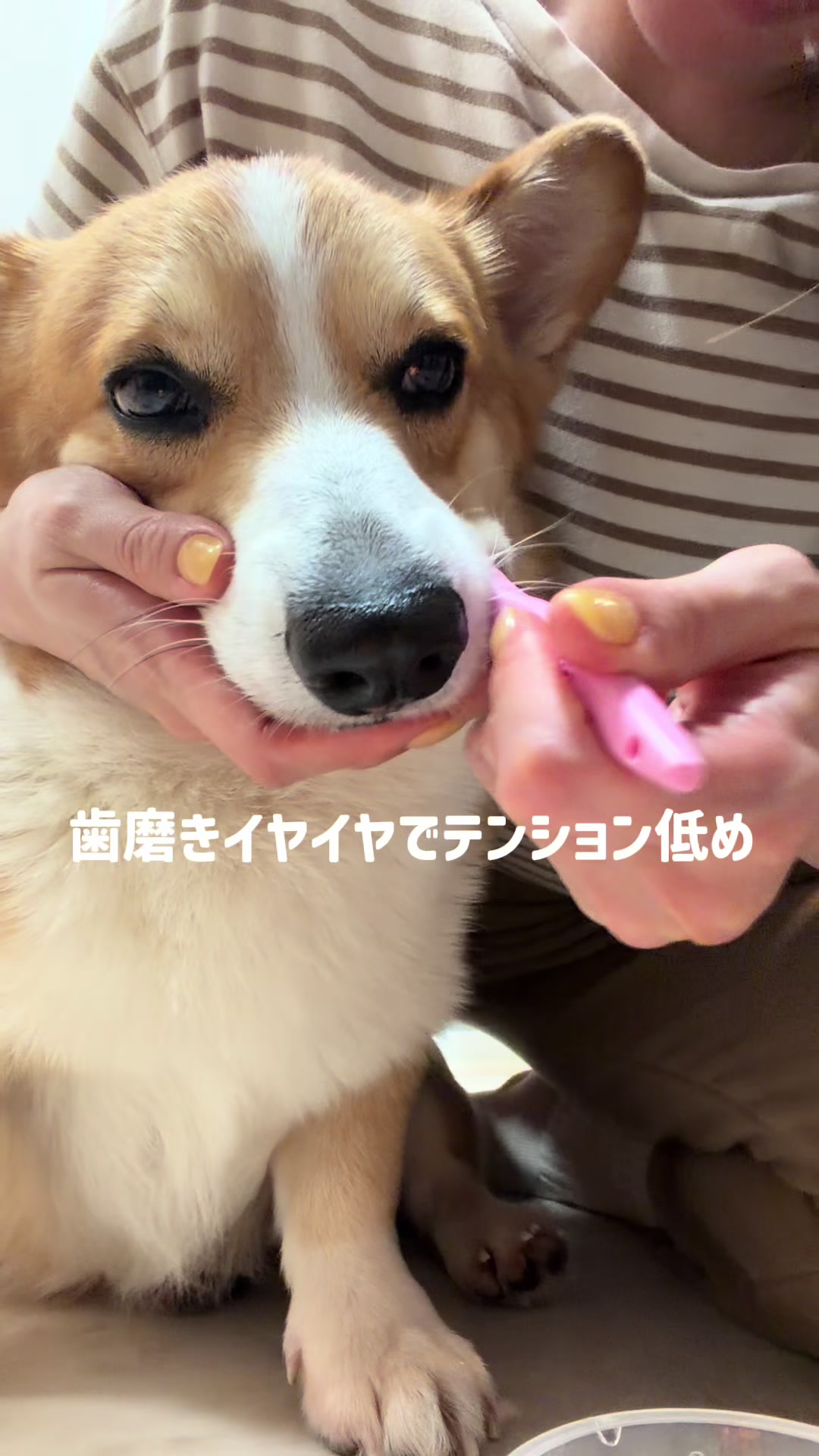 @トロン