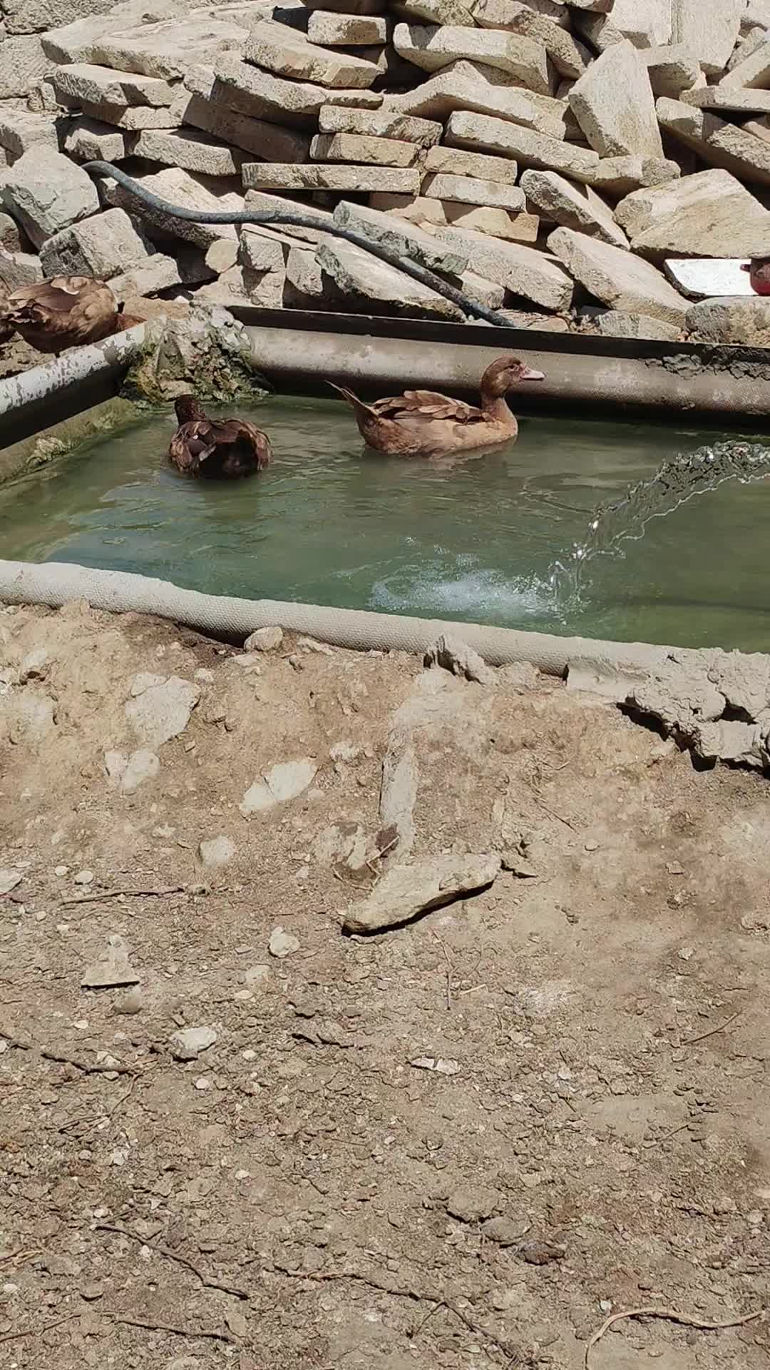 @MAŞTAĞA_QUŞCULUĞ