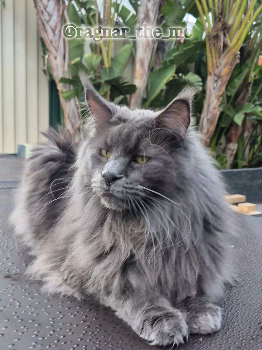 @Ragnar the Maine Coon 🐈