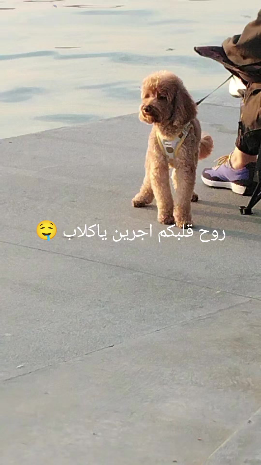 @مـلكه👑