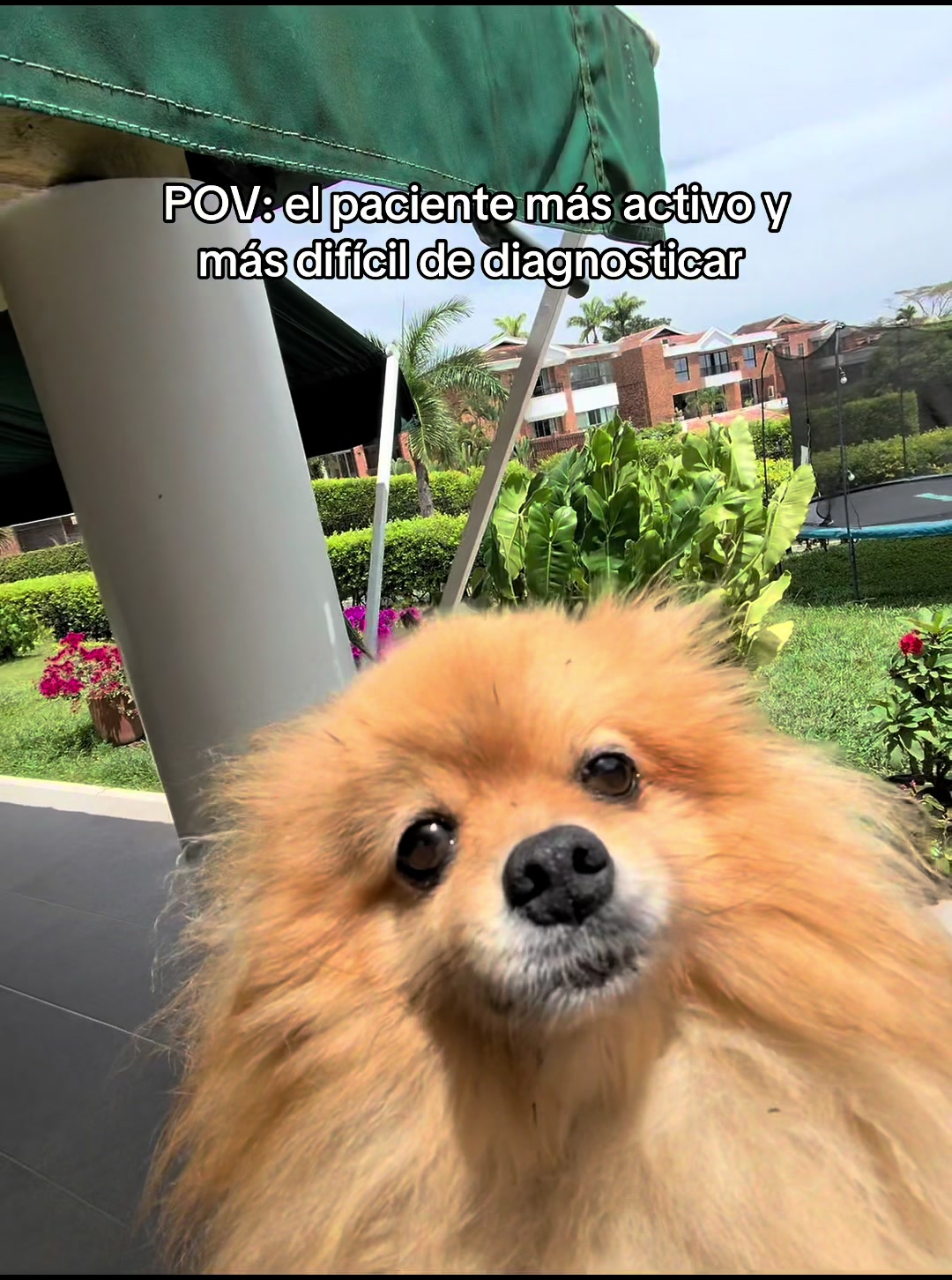 @Dayan
