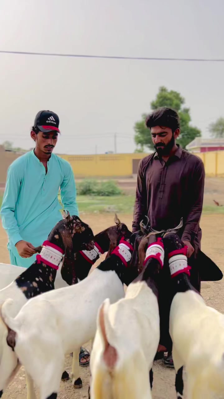 @✨.زاهد سولنگي واپاري. 🐐