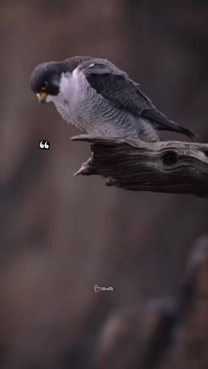 @ᥫ᭡ᴄᴇᴏ_ᴏғ_sᴛᴏʀʏ