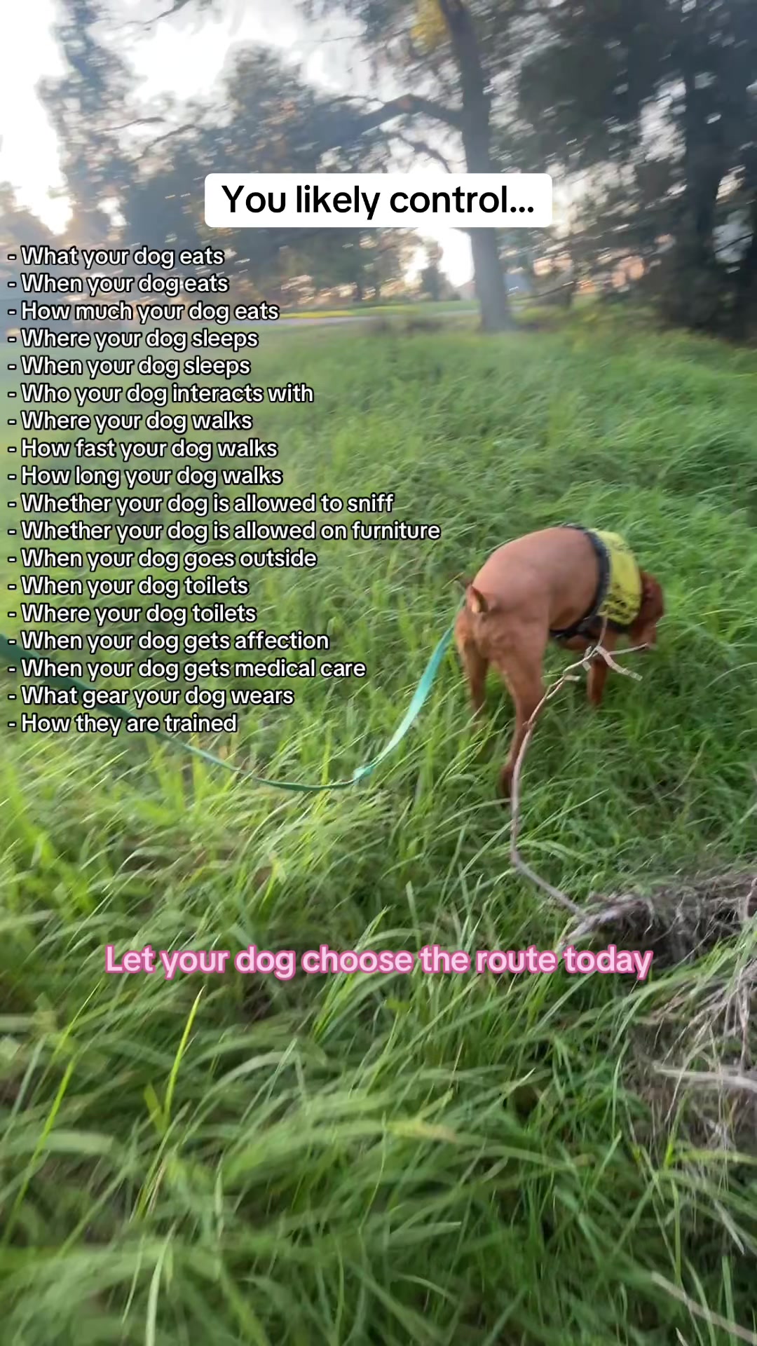 @Chloe’s Canine Co