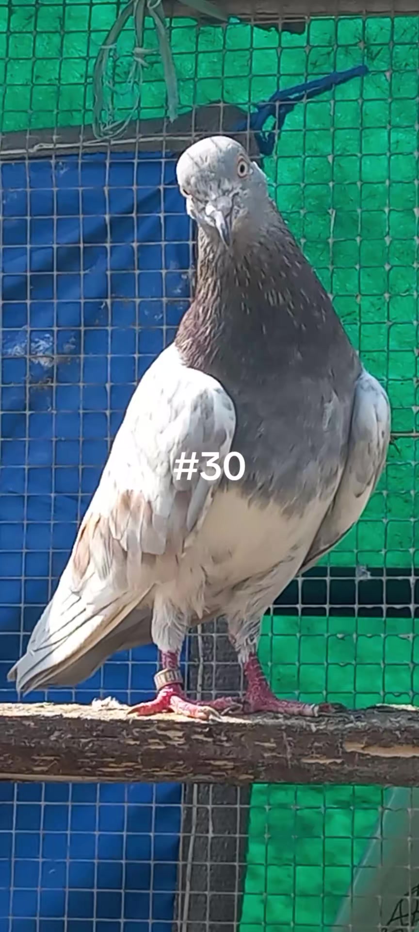 @Ranakasuripigeon